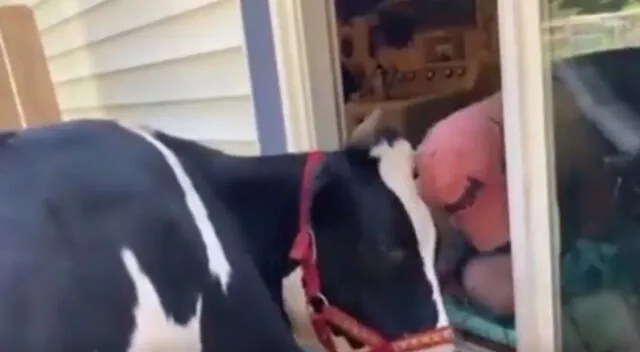 El emotivo video viral de Facebook muestra cómo la vaca se acerca a la casa de su dueño y muge hasta que él salga para darle un ‘fuerte abrazo’.