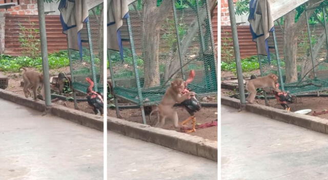 La brutal y divertida pelea de un mono contra una gallina se vuelve viral