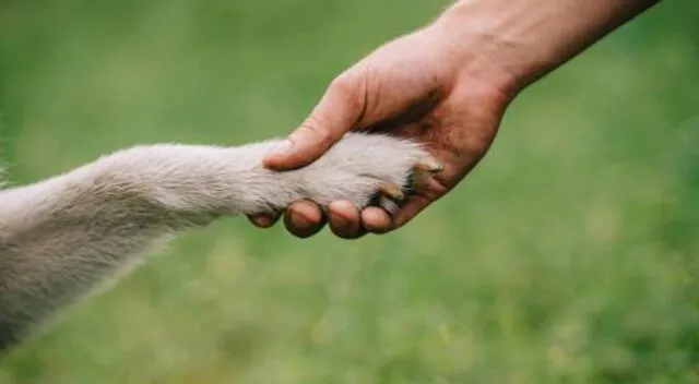 Perrito y su dueño son la sensación en redes sociales.