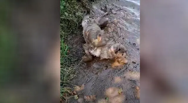 Perrito recién bañando disfruta zambullirse en un charco de barro