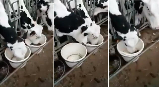 Vaca se hace viral por quitar el plato de comida a su compañero.