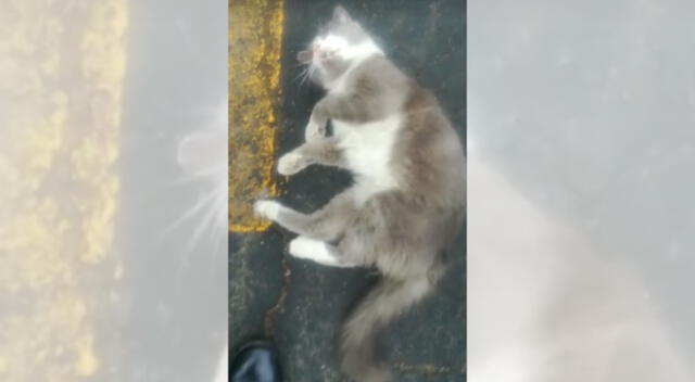 Maltratan a gato en Independencia.