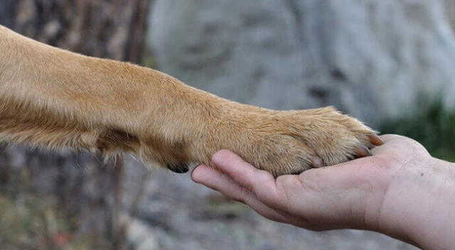 No hay duda que el perro es el mejor amigo del hombre.