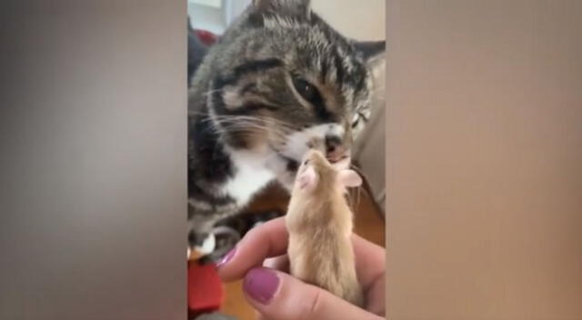 La joven nunca imaginó que su gato iba a intentar comerse al nuevo miembro de la familia. Mira aquí el divertido video viral de TikTok.