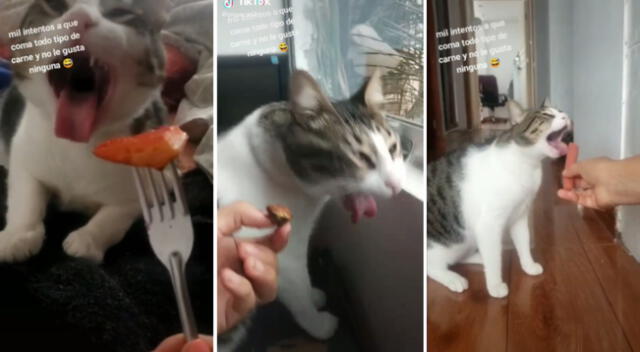 El gato gato solo come galletas dietéticas y algunas verduras.