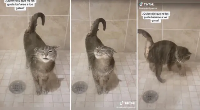 El gatito sorprendió a más de uno con su peculiar forma de bañarse.