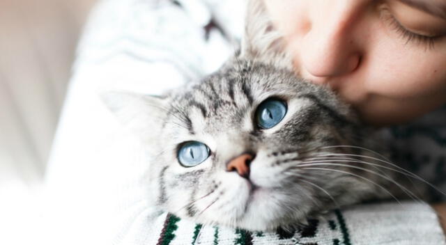 Día internacional del gato: 7 razones para tener un felino en casa.