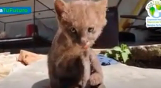 Hombre pensó que había rescatado a un gato, pero descubrió que era un puma