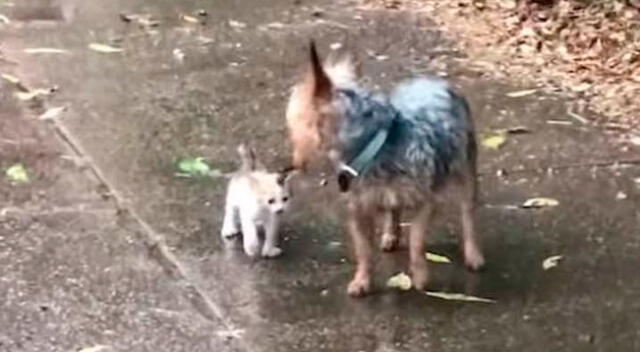 Un perrito salió a dar un paseo y regresó con una gatita de la calle