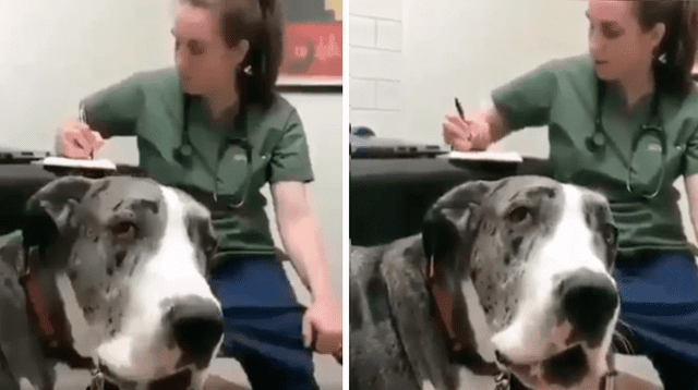 La molestia del perro con su dueña se volvió viral en las redes sociales.