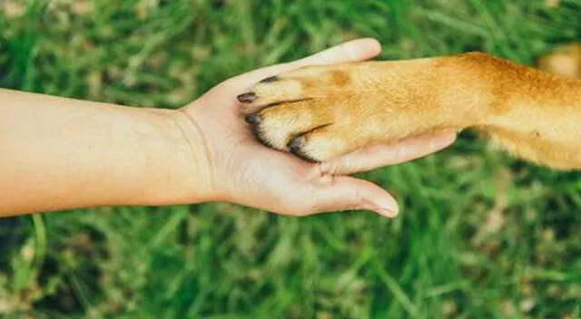 No hay duda que el perro es el mejor amigo del hombre.