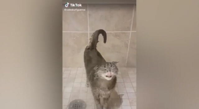 En el divertido TikTok se puede ver cómo el gato aprovecha que su dueña dejó el baño abierto para meterse y darse una pequeña ducha. Mira aquí el video viral.