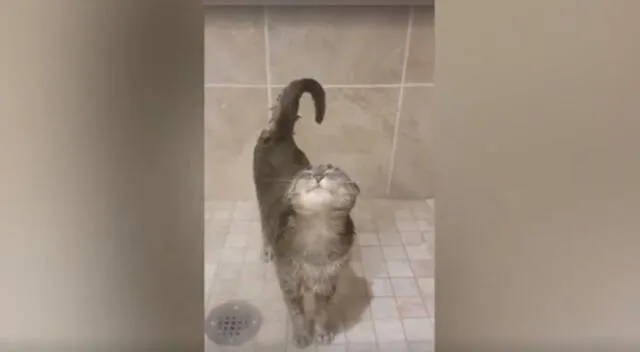 Gato se baña en la ducha como si fuese un humano y escena se vuelve viral