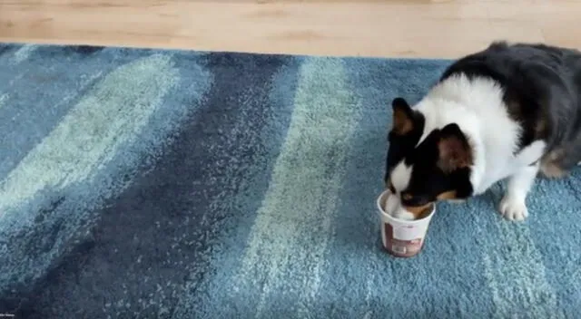 Un perrito ha desatado las risas en TikTok tras protagonizar un cómico video viral, donde impide a toda costa que su amo le quite su helado favorito.