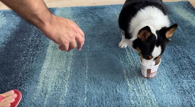 En TikTok, un cachorro se hizo viral tras protagonizar una escena con sus dueños mientras comía.
