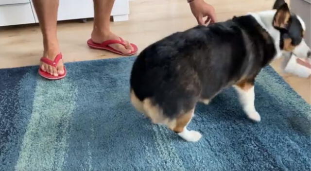 Al final del clip, el cachorro tiene una hilarante actitud, pues le da la espalda a su dueño como intentando expresarle a su amo que lo deje comer tranquilo causando risas a los internautas.