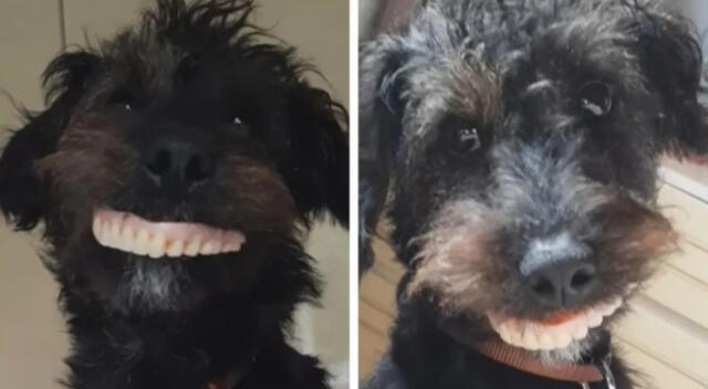 El perrito usó la dentadura de su dueña como si se tratara de un humano.