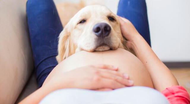 Perro protagoniza tierno encuentro con el bebé de su dueña