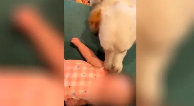 Perro protagoniza tierno encuentro con el bebé de su dueña