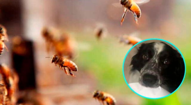 Perro arriesgo su propia vida para salvar a familia de un ataque de enjambre de abejas