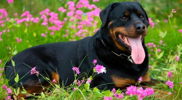 Perro sorprende cargando una mancuerna de 13 kilos con su hocico