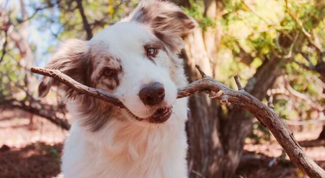 Perrito no duerme en las noches a menos que su “mamá humana” lo arrope