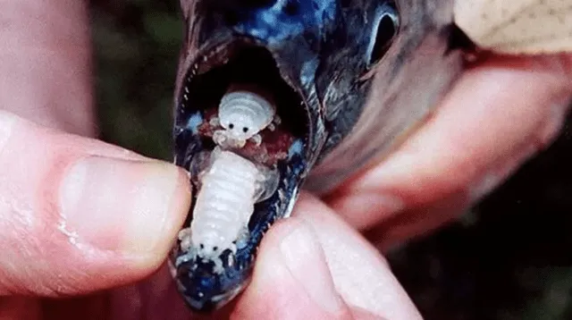 El piojo comelenguas succiona la sangre de la lengua hasta que el órgano muere.