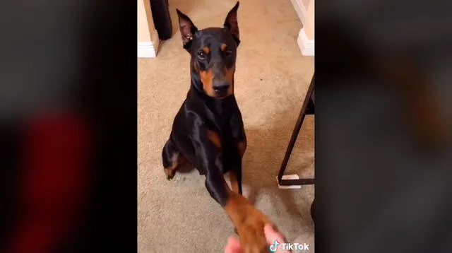 Perrito de raza Doberman es viral por usuarios de TikTok por su obediencia.