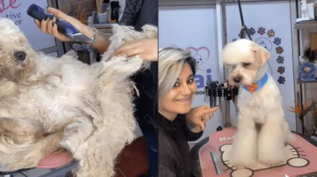 El antes y después del perro ha causado sensación en las redes sociales.