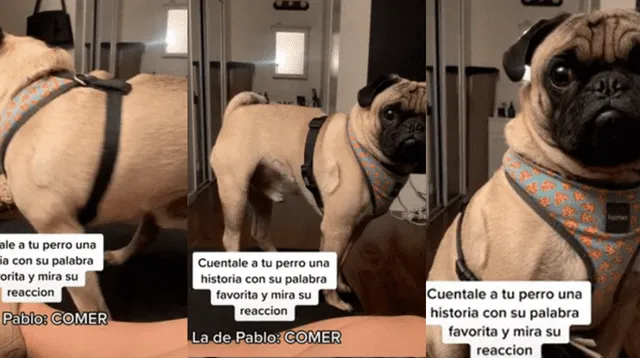 El clip del pequeño perro consiguió miles de reacciones y comentarios en Facebook.