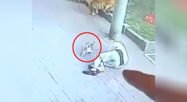 Gato cae sobre la cabeza de un hombre y lo noquea en plena calle