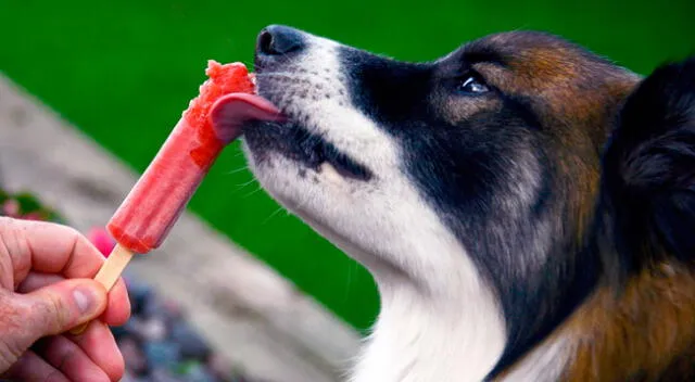 Perro espera con gran emoción la llegada del heladero para recibir su regalo