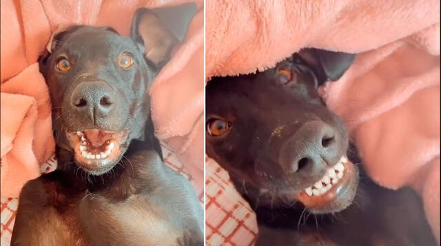 Imágenes del perrito viral de YouTube.