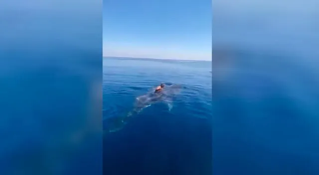 El hombre colocó sus piernas a los costados del animal marino y se aferró a su aleta dorsal.