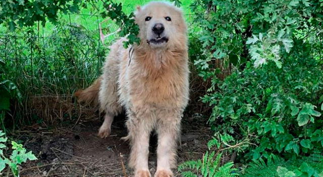 Imágenes del perrito pastor alemán que se negaba a recibir ayuda.