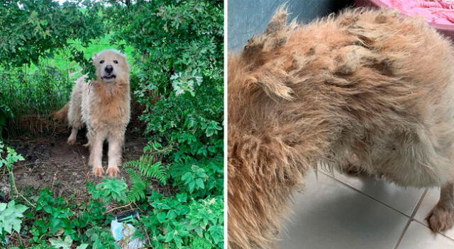 Imágenes del perrito pastor alemán que se negaba a recibir ayuda.
