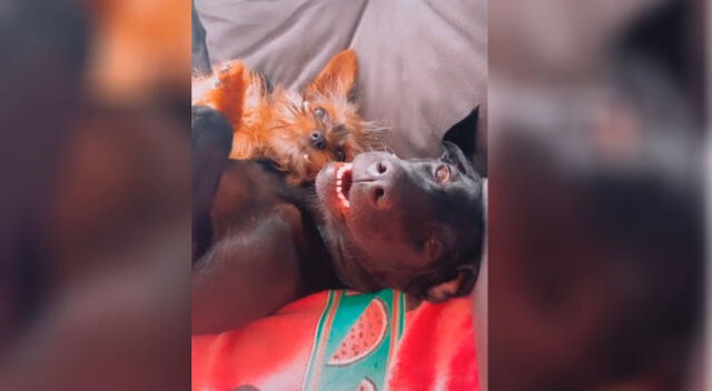 Imágenes del perrito viral de YouTube.