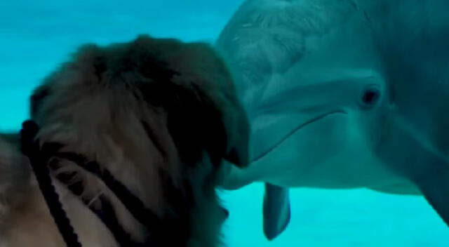 El perrito se hizo amigo del delfín rescatado.