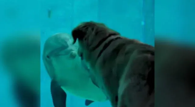 El perrito se hizo amigo del delfín rescatado.