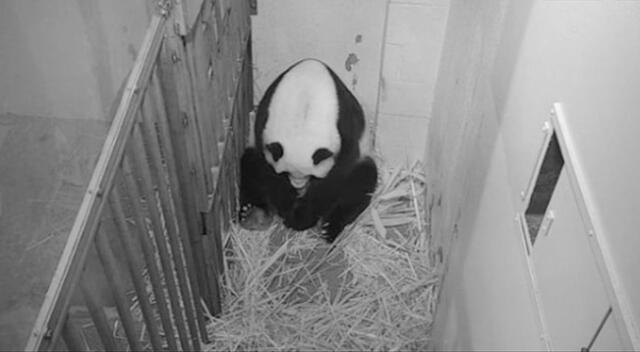 Osa panda gigante Mei Xiang en pleno alumbramiento.