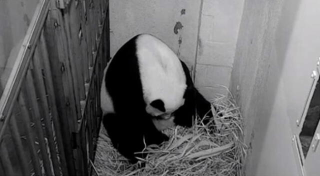 Osa panda gigante Mei Xiang en pleno alumbramiento.