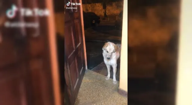 El perro se negó a ingresar a la casa.