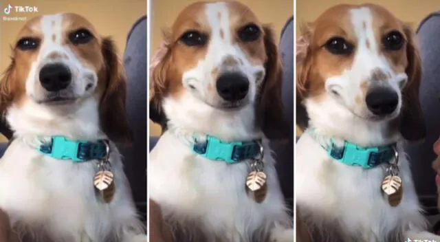 Un perrito se hizo viral tras dedicar inesperada sonrisa a su dueño.