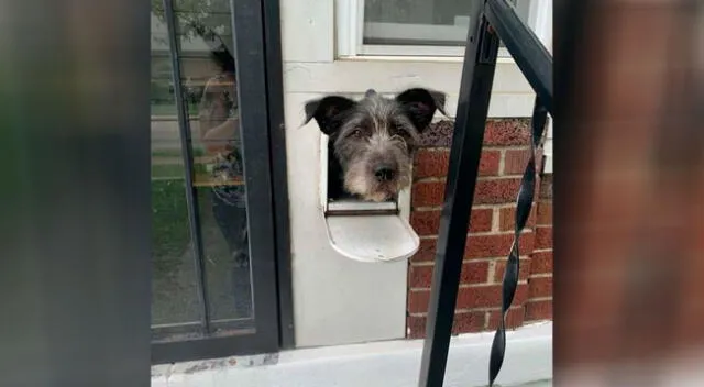 Perrito saluda a todos sus vecinos desde su buzón y se vuelve viral