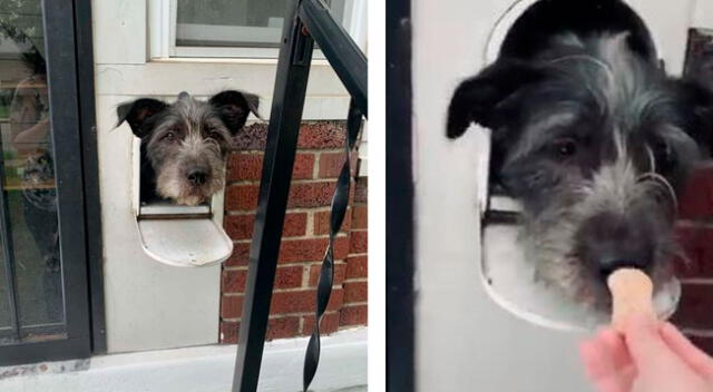 Perrito saluda a todos sus vecinos desde su buzón y se vuelve viral