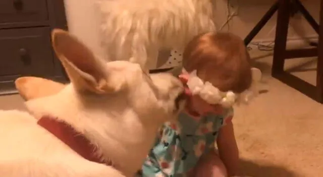 La tierna reacción de un perro cuando una bebé le está dando besos