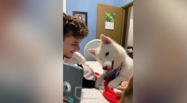 Los familiares del can grabaron la singular conducta de su mascota cuando realizaba la videollamada y el hecho causó sensación en Internet.