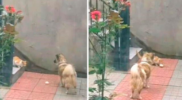 El perrito demostró tener su gran corazón al compartir su comida.