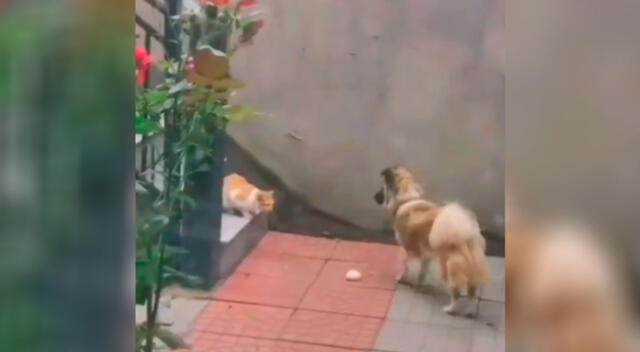 El perrito demostró tener su gran corazón al compartir su comida.