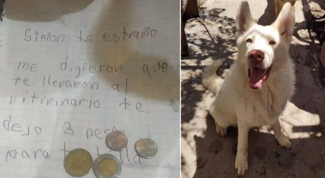 El niño pidió que cuidaran ha su perro hasta que el crezca y pueda llevárselo.